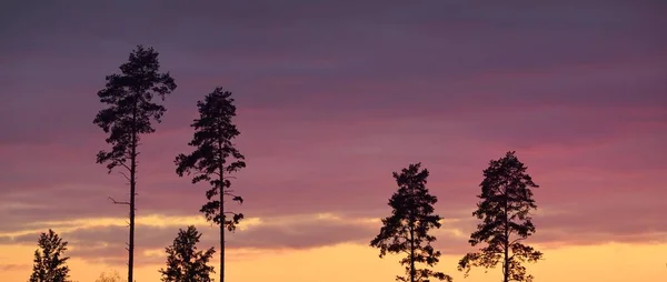 Clear Sky Glowing Pink Red Clouds Pine Forest Sunset Dark — Stock Photo, Image