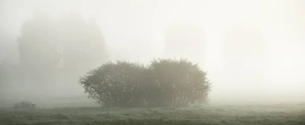 Лесной Луг Рассвете Чистое Утреннее Солнце Солнечные Лучи Туман Туман — стоковое фото