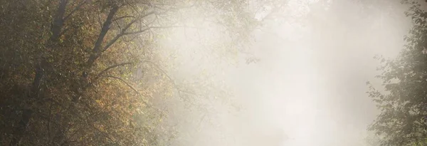 Donker Bos Bij Zonsopgang Puur Gouden Ochtendzonlicht Zonnestralen Mist Nevel — Stockfoto
