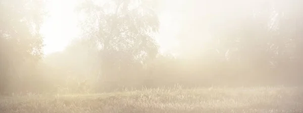 Лесной Луг Рассвете Чистое Утреннее Солнце Солнечные Лучи Туман Туман — стоковое фото