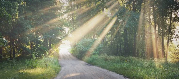 Shape Single Lane Rural Road Green Deciduous Forest Sun Rays — Stock Photo, Image
