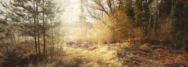 Vägen Genom Den Gyllene Skogen Täckt Med Kristallklar Hjorfrost Mäktiga — Stockfoto
