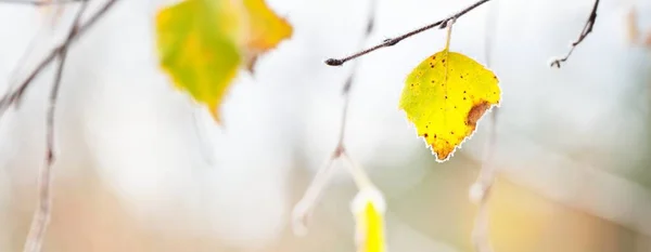 Frozen Plants Young Trees Covered Rime Colorful Golden Yellow Leaf — Stock Photo, Image