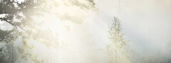 日出时分 神秘的常绿森林 金色的阳光 松树和冷杉树的特写 光线流过树干 风景如画 Idyllic景观 纯洁的天性 — 图库照片