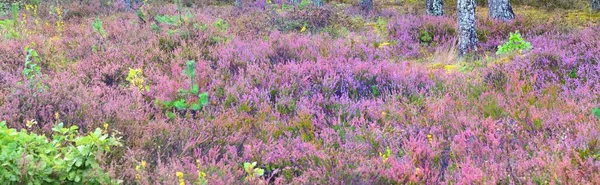 Waldboden Mit Blühenden Rosa Heidekrautblüten Bei Sonnenaufgang Nahaufnahme Umweltschutz Aufforstung — Stockfoto