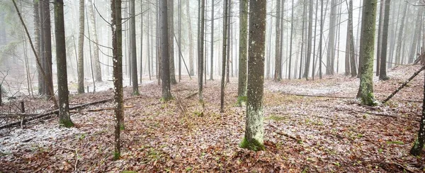 Evergreen çam ve yosunlu huş ağaçları beyaz bir siste. Ormandaki ilk kar, altın yapraklar, Finlandiya. Ağaç kütükleri yakın plan. Atmosferik manzara. Mevsimler, iklim değişikliği, çevre koruma
