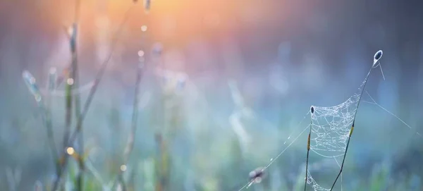 Örümcek Ağı Bitkiler Sabah Sisinde Çiy Damlaları Güneş Doğarken Yakın — Stok fotoğraf