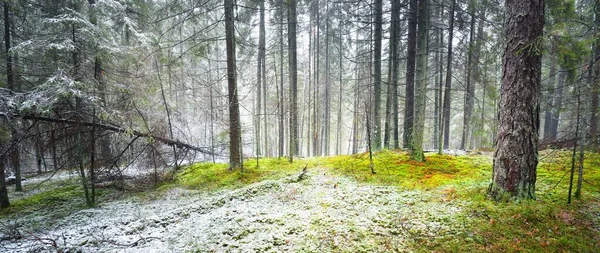 Evergreen çam ve yosunlu huş ağaçları beyaz bir siste. Ormandaki ilk kar, altın yapraklar, Finlandiya. Ağaç kütükleri yakın plan. Atmosferik manzara. Mevsimler, iklim değişikliği, çevre koruma