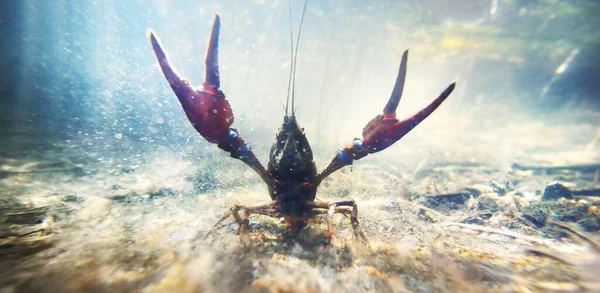 Noble Crayfish Astacus Astacus Lake Natural Habitat Close Underwater Shot — Stock Photo, Image