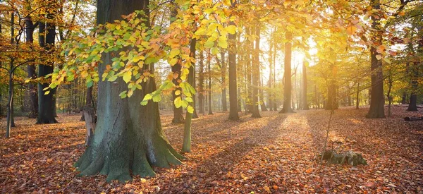 Close Zicht Machtige Oude Gouden Beukenbomen Het Nachtegalen Park Zonnestralen — Stockfoto