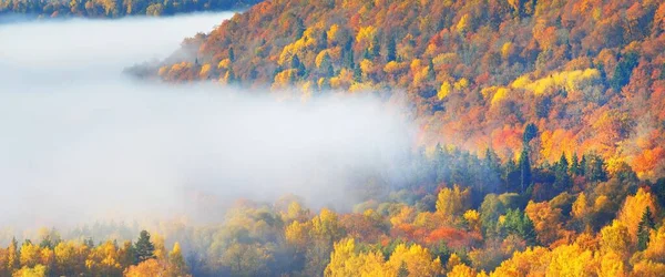 朝の霧の雲の中で混合針葉樹林と川のカラフルな赤 オレンジ 黄色の木々の息をのむような空中ビュー 妖精の秋の風景 ゴーヤ国立公園 シグルダ ラトビア — ストック写真