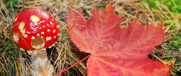 Red Amanita Mushroom Maple Leaf Close Autumn Forest Natural Pattern — Stock Photo, Image