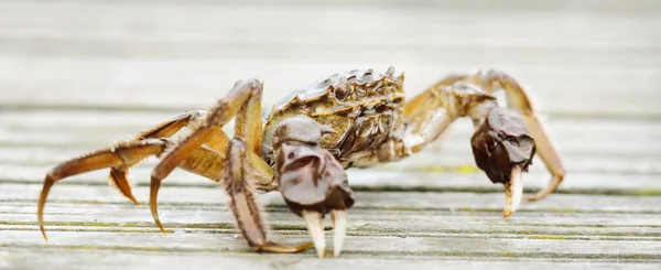 Eriocheir Sinensis Crabe Sur Jetée Bois Dans Port Pêche Gros — Photo