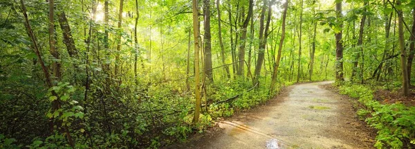 Rural Road Mysterious Deciduous Forest Old Mossy Tree Trunks Close — Stock Photo, Image