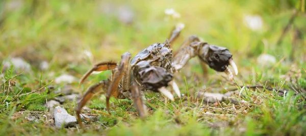 Eriocheir Sinensis Cangrejo Una Hierba Verde Primer Plano Mariscos Daños — Foto de Stock