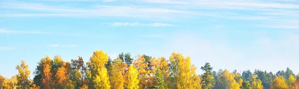Vista Aérea Panorâmica Pitoresca Das Árvores Coloridas Douradas Verdes Amarelas — Fotografia de Stock