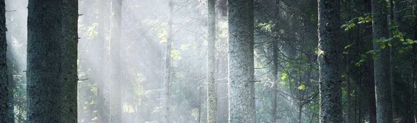 Солнечные Лучи Протекающие Через Хвойные Стволы Деревьев Восходе Солнца Болотный — стоковое фото