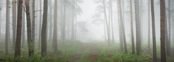 Antik Çam Ağaçları Sabah Sisinde Letonya Atmosferik Manzara Çevre Çevre — Stok fotoğraf