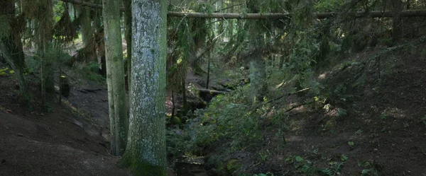 Forêt Feuilles Persistantes Pin Puissant Arbres Feuilles Caduques Roches Mousse — Photo