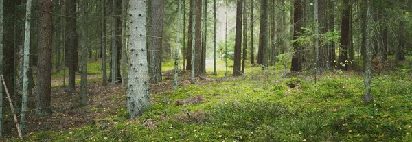 Paysage Pittoresque Forêt Feuilles Persistantes Pin Ancien Arbres Feuilles Caduques — Photo