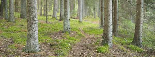 Pfad Durch Den Immergrünen Wald Alte Kiefern Und Laubbäume Moos — Stockfoto