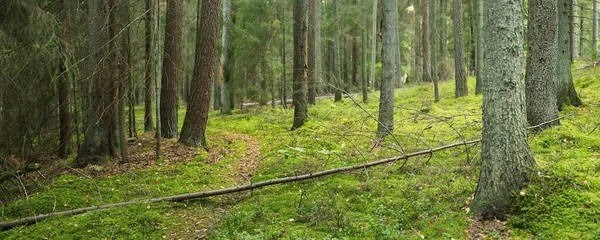 Sentiero Attraverso Foresta Sempreverde Pino Antico Latifoglie Muschio Felce Piante — Foto Stock