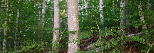 Malownicze Krajobrazy Ciemnego Tajemniczego Lasu Bukowego Zmierzch Starożytne Pnie Drzew — Zdjęcie stockowe