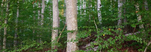 Paesaggio Pittoresco Del Buio Misterioso Bosco Faggi Crepuscolari Antichi Tronchi — Foto Stock