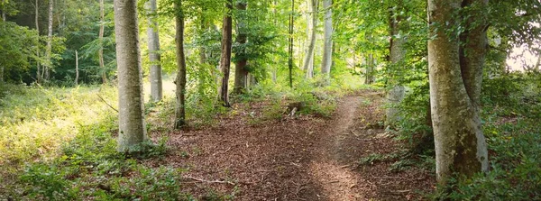 Pittoreska Landskap Den Mörkgröna Bokskogen Gamla Trädstammar Närbild Tidig Höst — Stockfoto