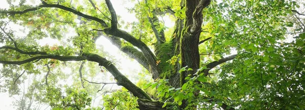 Gros Plan Puissant Arbre Feuilles Caduques Sorcier Dans Brouillard Lever — Photo