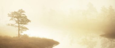 Gün doğumunda sabah sisi altında göl manzarası ve genç çam ağacı ormanı. Doğal ayna. Saf altın ışık. Idyllic sonbahar manzarası. Kemeri Ulusal Parkı. Letonya 'da Çevre Koruma