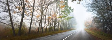 Sabah sisinde yeşil, kırmızı, turuncu ve sarı yaprakları olan yaprak döken ağaçların arasından boş bir asfalt yol. Karanlık orman manzarası. Sonbahar renkleri. Letonya