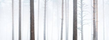 Sisli sonbahar ormanının panoramik manzarası. Güçlü çam ağacı gövdeleri yakın planda. Finlandiya 'da çevre koruma