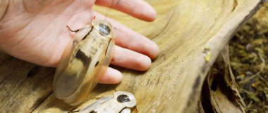 Elinde dev hamamböceği Blaberus Giganteus, teraryum, yakın plan. Arka planda ahşap doku var. Çevre koruma, vahşi yaşam, zooloji, böcek bilimi teması