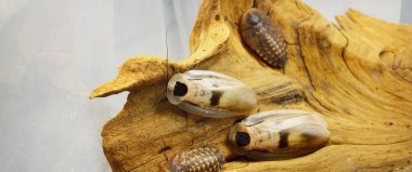 Teraryumdaki dev hamamböceği Blaberus Giganteus, yakın plan. Arka planda ahşap doku var. Çevre koruma, vahşi yaşam, zooloji, böcek bilimi teması