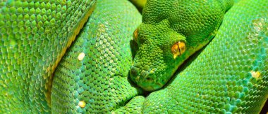 Yeşil ağaç pitonu Morelia Viridis yakın plan. Tallinn Hayvanat Bahçesi, Estonya. Portre sanatı. Çevre koruma, vahşi yaşam, zooloji, herpetoloji teması
