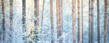 Çam, ladin, ardıç ve huş ağaçlarından oluşan bir duvar gün batımında kozalaklı bir ormanda. Ağaç gövdelerinde parlayan altın akşam güneşi. Kış Harikalar Diyarı. Finlandiya