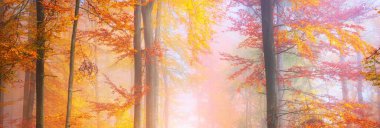 Kudretli kayın ağaçlarının arasından geçen yol. Kırmızı ve turuncu yapraklar. Peri sonbahar manzarası. Ağaç gövdelerinde saf güneş ışığı. Doğal tünel