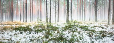 Sisli sonbahar ormanındaki ilk kar. Yeşil çimenler, yerde kırmızı ve turuncu yapraklar, uzun yosunlu çam ağaçlarının gövdeleri. Finlandiya