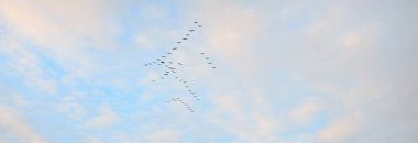 Süslü bulutlar. Dramatik bir gökyüzü. Yumuşak güneş ışığı. Panoramik görüntü, doku, arkaplan, grafik kaynakları, tasarım, kopyalama alanı. Meteoroloji, cennet, umut, barış kavramı