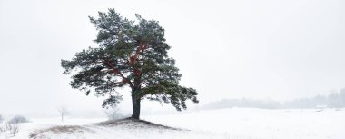 Kar fırtınasından sonra beyaz bir sisin içindeki eski bir ağaç. Gizemli kış sahnesi. - Letonya. Arka planda karanlık orman siluetleri var. Sanat kavramı, grafik minimalizmi. Atmosferik manzara