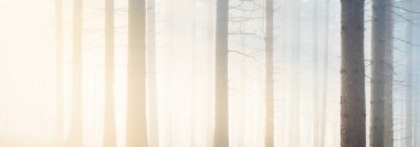 Sabahları sisli, görkemli ve yemyeşil ormanın panoramik manzarası. Güçlü çam ağacı siluetleri. Atmosferik rüya gibi yaz manzarası. Güneş ışınları, gizemli altın ışık. Doğa, fantezi, peri masalı