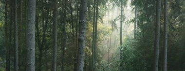 Sabahları sisli, görkemli ve yemyeşil ormanın panoramik manzarası. Güçlü çam ağacı siluetleri. Atmosferik rüya gibi yaz manzarası. Güneş ışınları, gizemli altın ışık. Doğa, fantezi, peri masalı