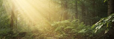 Sabah sisli, görkemli yeşil yaprak döküntüsü ve çam ormanının panoramik manzarası. Ağaç siluetleri. Güneş ışınları, saf güneş ışığı. Atmosferik rüya gibi yaz manzarası. Doğa, ekoloji, fantezi, masal