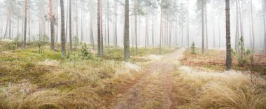 Beyaz bir sis içinde her zaman yeşil olan ormanın içinden geçen bir yol. Çam ağaçları, yosun, eğrelti otu, bitkiler. Resimli panoramik manzara. Sonbahar, kışın başlangıcı. Saf doğa, çevresel koruma, ekoloji