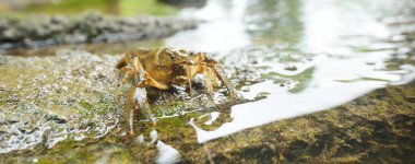 Amerikan dikenli yanaklı yüksek kerevit (Orconectes Limosus), Almanya 'nın Orman Nehri' nde Avrupa 'yı istila ediyor. Doğa, vahşi yaşam, zooloji, biyoloji, karsinoloji, bilim, ekosistemler, çevre koruma