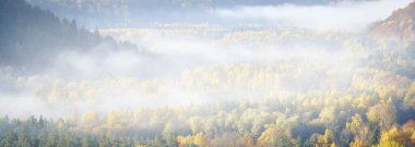 Renkli kırmızı, turuncu ve sarı ağaçların tepelerinin sabah sisli kozalaklı bir ormanda nefes kesici panoramik manzarası. Peri sonbahar manzarası. Gauja Ulusal Parkı, Sigulda, Letonya