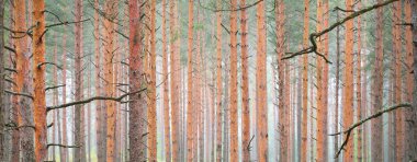 Görkemli Evergreen Ormanı 'na giden yol. Gizemli sis. Firavun, ladin, çam ağaçları. Idyllic yaz sahnesi. Doğa, ekoloji, çevre koruma. Karanlık atmosferik manzara. Panoramik görünüm
