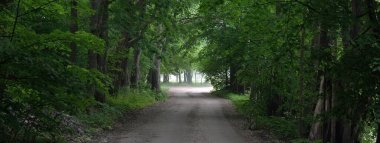 Yeşil yaprak döken ağaçların arasında karanlık, gizemli bir ara sokak (tek şerit kırsal yol). Idyllic manzara. Doğal tünel. Bisiklet, spor, kuzey yürüyüşü, eko-turizm, çevre, ekoloji, doğa