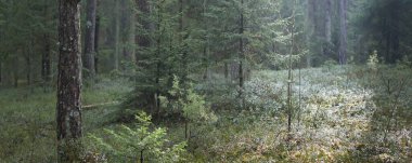 Görkemli Kuzey Evergreen Ormanı 'ndan geçen yol. Güçlü çam ağaçları, çam ağaçları, ağaç kütükleri. Yosun, eğrelti otu, bitkiler. Yumuşak ışık, güneş ışınları. Atmosferik manzara. Finlandiya 'da ilkbahar başlarında. Doğa, eko-turizm